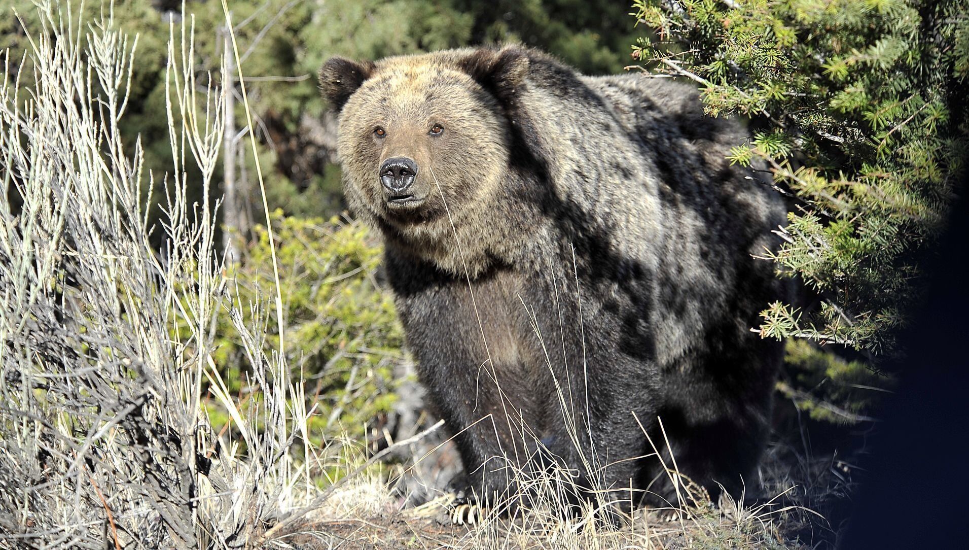 grizlis prie mamuto